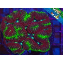 LOBOPHYLLIA FOREST FIRE ULTRA XL