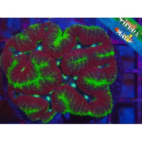LOBOPHYLLIA FOREST FIRE ULTRA XL