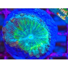 BLASTOMUSSA WELSI ULTRA GRADE
