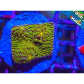 CHALICE RAINBOW CONVICT
