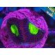 GONIASTREA DRAGON SOUL