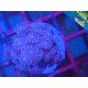 PURPLE ALVEOPORA