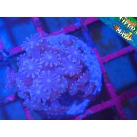 PURPLE ALVEOPORA