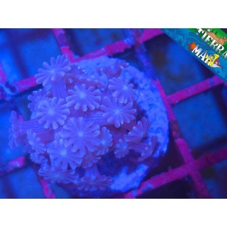 PURPLE ALVEOPORA