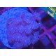 PURPLE ALVEOPORA