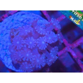 PURPLE ALVEOPORA