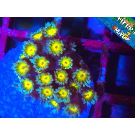 OSAKA SUN GONIOPORA