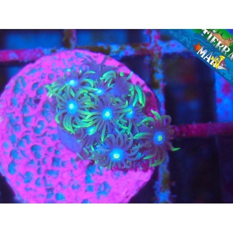 RISING SUN GONIOPORA
