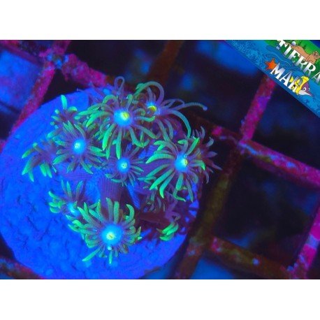 RISING SUN GONIOPORA