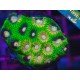 FAVIA FIREFLY