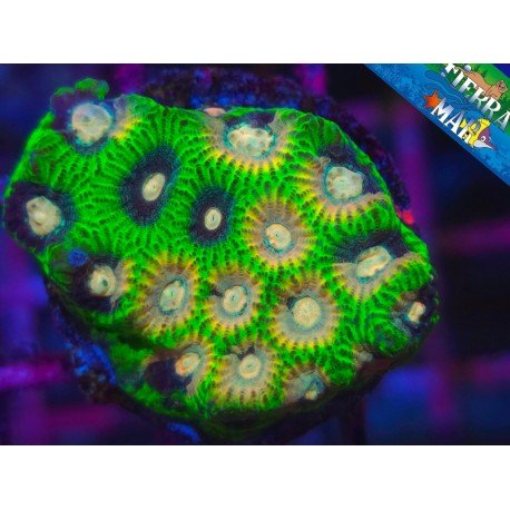 FAVIA FIREFLY