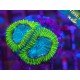 GONIASTREA LIME GREEN