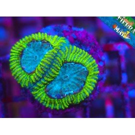 GONIASTREA LIME GREEN