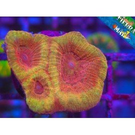 GONIASTREA SUPER ORANGE