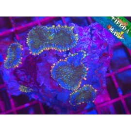 RHODACTYS BLUE STORM COLONY XL 