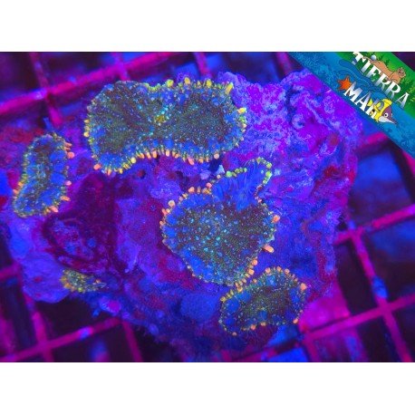 RHODACTYS BLUE STORM COLONY XL 