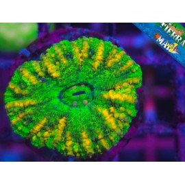 SCOLIMIA MINI BOTTON ULTRA