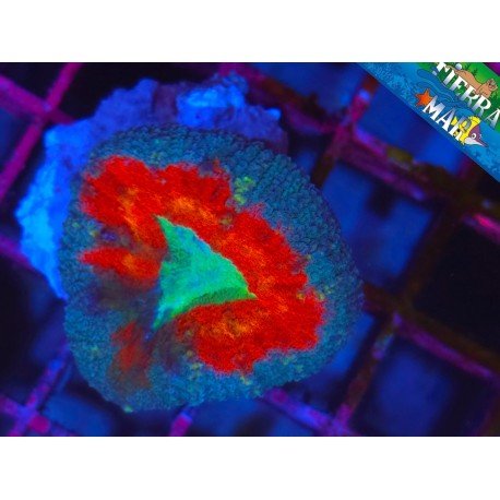 LOBOPHYLLIA TRICOLOR ULTRA