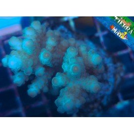 ACROPORA FLORIDA