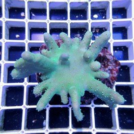 LOBOPHYTON