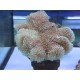 SARCOPHYTON