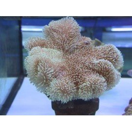 SARCOPHYTON