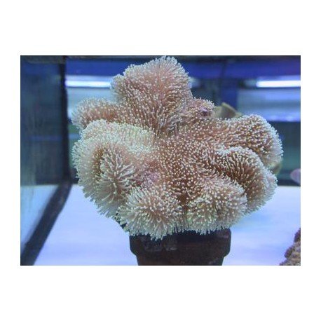 SARCOPHYTON