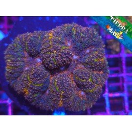 LOBOPHYLLIA RAINBOW 