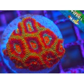FRAC MICROMUSA RAINBOW (FOTO MADRE PINCHANDO)