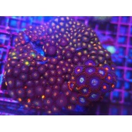 ZOANTHUS MIX COLONY XL 