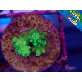 FROGGER ACRO