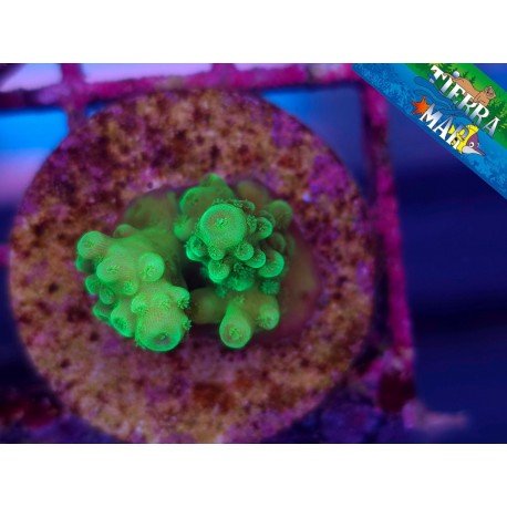 FROGGER ACRO