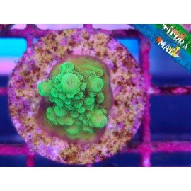 FROGGER ACRO