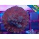 ACROPORA SP