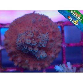 ACROPORA SP