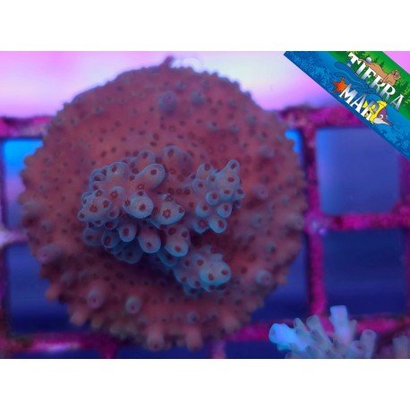 ACROPORA SP