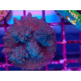 ACROPORA SP