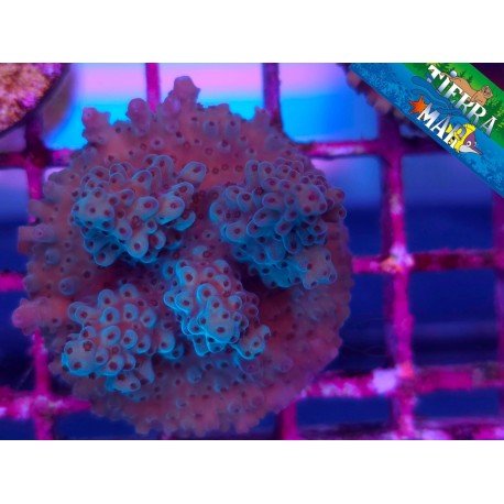 ACROPORA SP