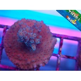 ACROPORA SP