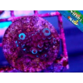 COOCKIE MONSTER ACRO