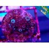 COOCKIE MONSTER ACRO