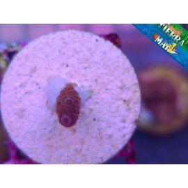 MILLEPORA RED