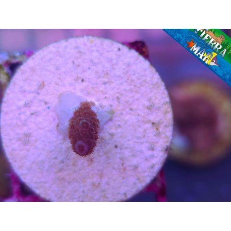 MILLEPORA RED