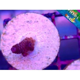 MILLEPORA RED
