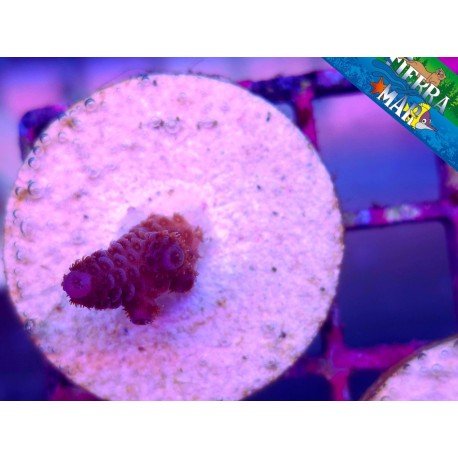 MILLEPORA RED