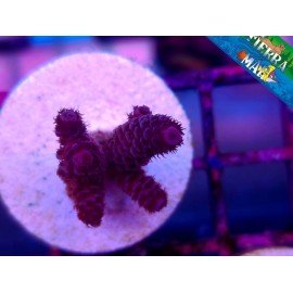 MILLEPORA RED