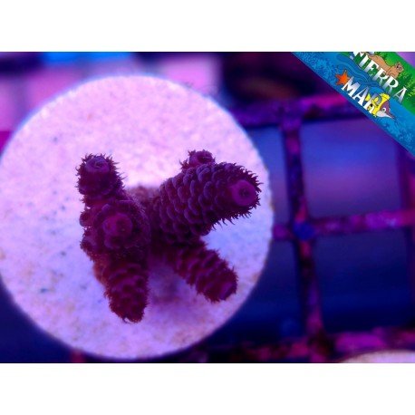 MILLEPORA RED