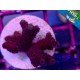 MILLEPORA RED