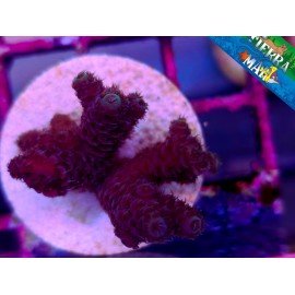 MILLEPORA RED