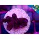 MILLEPORA RED